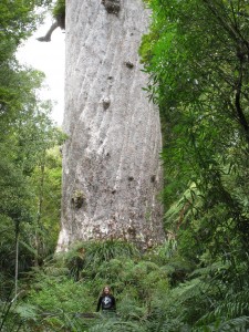 Auckland + Kauri trees 067